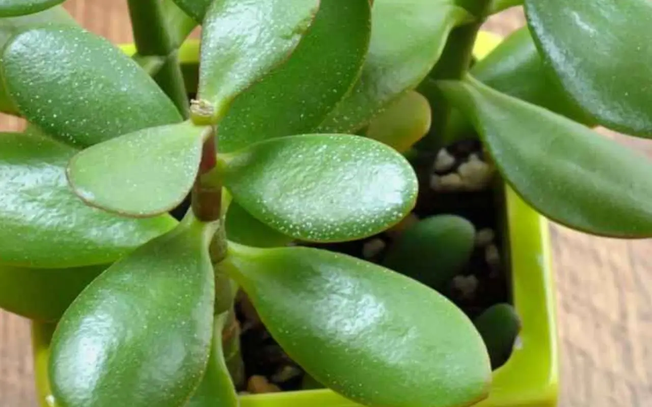 Le tue piante grasse hanno la cocciniglia, come eliminarla? Il rimedio naturale con l’alcol