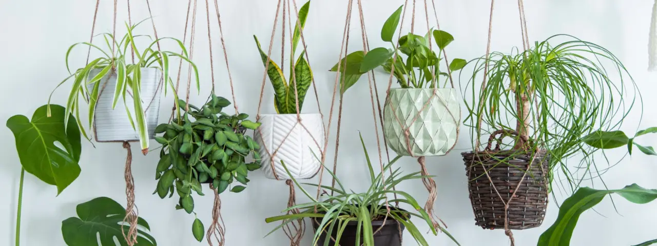 Piante che crescono bene in vaso sospeso